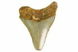 Bargain, Megalodon Tooth - North Carolina #152818-1